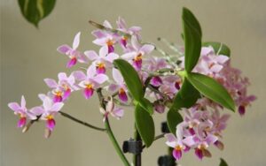 orchidee_bloemen