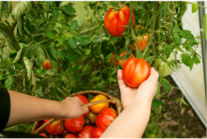 tomaten_plukken