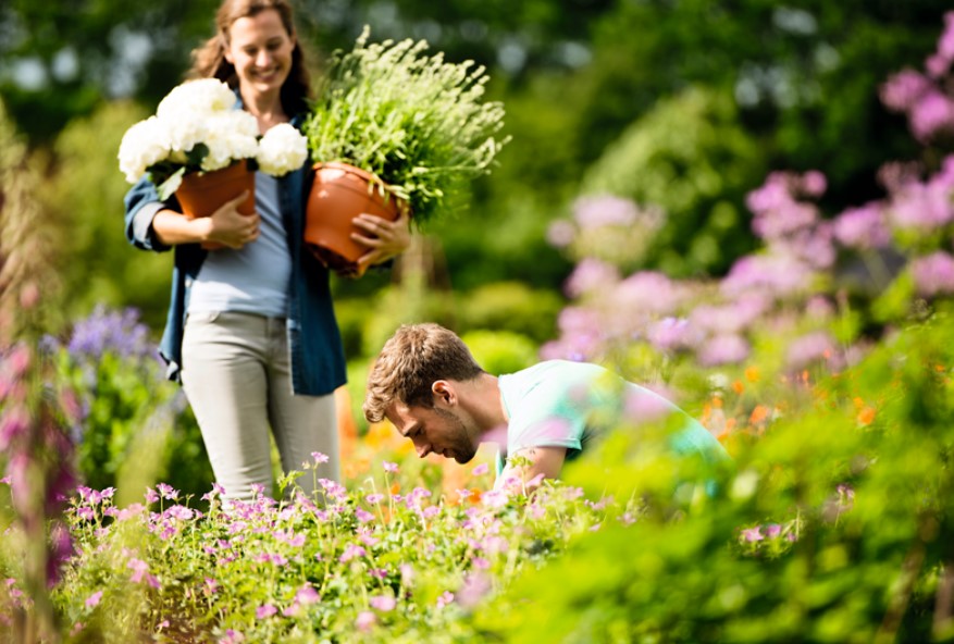 Planten, struiken en gazons
